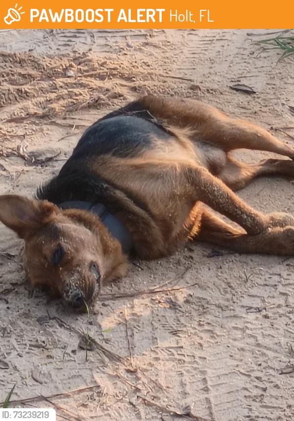 Found/Stray Male Dog last seen Dollar general holt florida, Holt, FL 32564