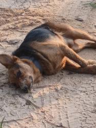 Found/Stray Male Dog last seen Dollar general holt florida, Holt, FL 32564