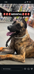 Reunited Male Dog last seen Westlake area, Atlanta, GA 30314
