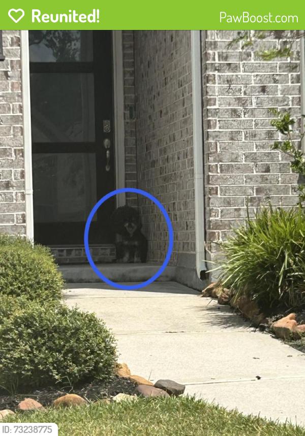 Reunited Unknown Dog last seen Near Shortleaf Timber Dr, Atascocita, TX 77346, USA, Atascocita, TX 77346