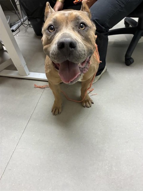 Shelter Stray Female Dog last seen Near BLOCK LAKESHORE DR, WASHOE VALLEY NV 89704, 2825 Longley Ln Suite A, Reno, NV 89502, USA