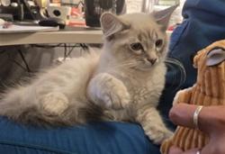 Shelter Stray Male Cat last seen BRADLEY RD/AVALON PKWY, PERRIS CA 92571, 581 S Grand Ave, San Jacinto, CA 92582, USA