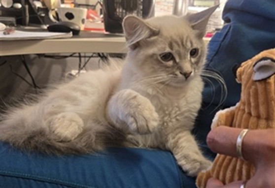 Shelter Stray Male Cat last seen BRADLEY RD/AVALON PKWY, PERRIS CA 92571, 581 S Grand Ave, San Jacinto, CA 92582, USA