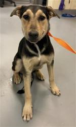 Shelter Stray Female Dog last seen Near BLOCK BROADWAY, CABAZON CA 92230, 581 S Grand Ave, San Jacinto, CA 92582, USA