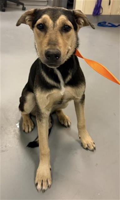 Shelter Stray Female Dog last seen Near BLOCK BROADWAY, CABAZON CA 92230, 581 S Grand Ave, San Jacinto, CA 92582, USA
