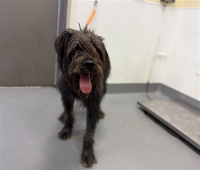 Shelter Stray Male Dog last seen Near BLOCK HALEY WAY, HEMET CA 92543, 581 S Grand Ave, San Jacinto, CA 92582, USA