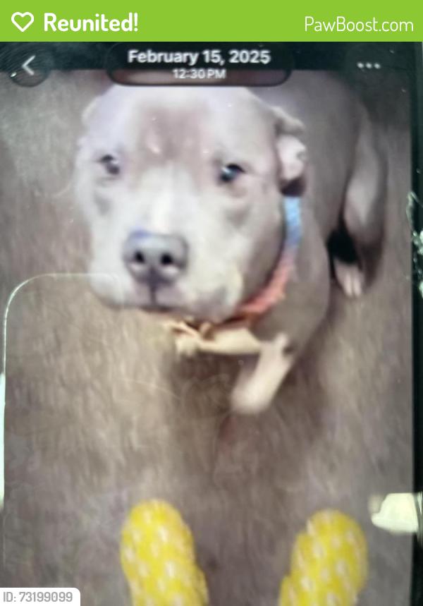 Reunited Female Dog last seen Near chapel dr, Tallahassee, FL 32304