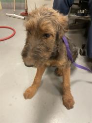 Shelter Stray Female Dog last seen HOMELAND AND 74, HOMELAND, 581 S Grand Ave, San Jacinto, CA 92582, USA