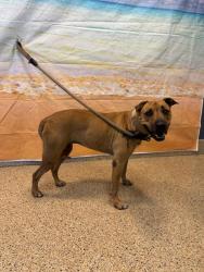 Shelter Stray Female Dog last seen Near BLOCK SW 11 ST, 3599 NW 79th Ave, Doral, FL 33122, USA