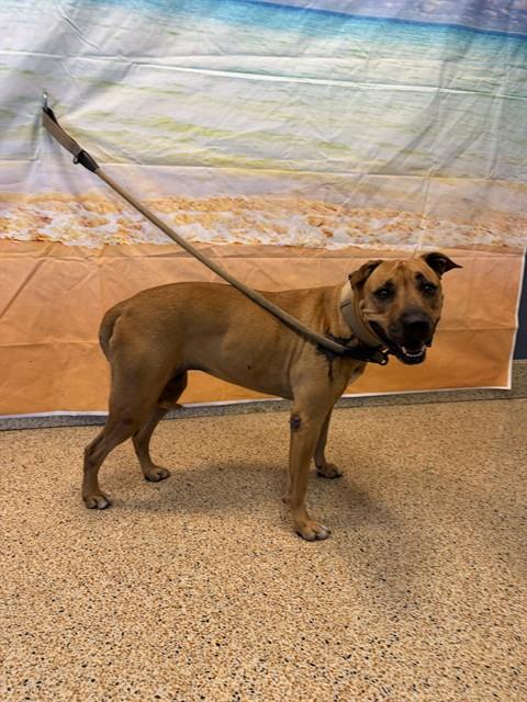 Shelter Stray Female Dog last seen Near BLOCK SW 11 ST, 3599 NW 79th Ave, Doral, FL 33122, USA