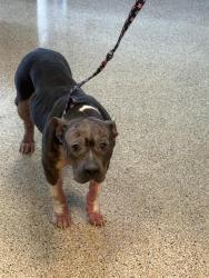 Shelter Stray Female Dog last seen Near BLOCK SW MILLER DR, 3599 NW 79th Ave, Doral, FL 33122, USA