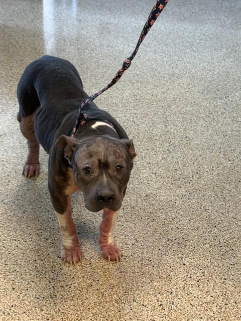 Shelter Stray Female Dog last seen Near BLOCK SW MILLER DR, 3599 NW 79th Ave, Doral, FL 33122, USA