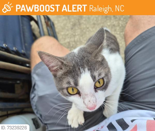 Found/Stray Unknown Cat last seen Andover Glen Rd and Daly, Raleigh, NC 27604