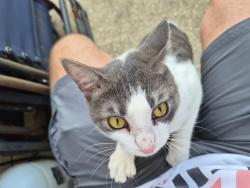 Found/Stray Unknown Cat last seen Andover Glen Rd and Daly, Raleigh, NC 27604
