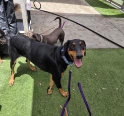 Shelter Stray Female Dog last seen , 11361 W Pico Blvd, Los Angeles, CA 90064, USA
