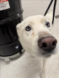 Shelter Stray Female Dog last seen , 11361 W Pico Blvd, Los Angeles, CA 90064, USA