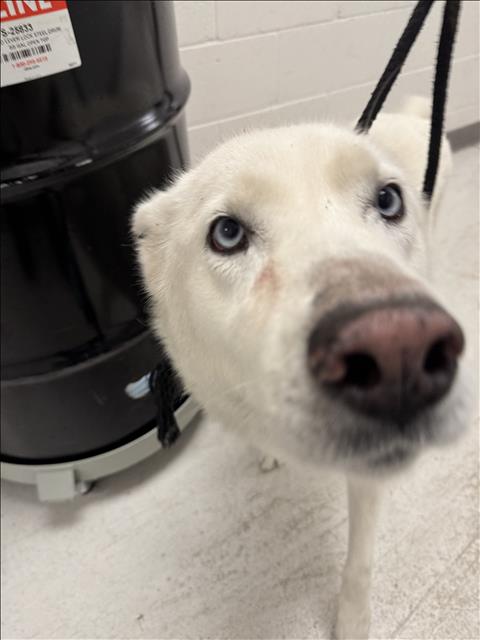 Shelter Stray Female Dog last seen , 11361 W Pico Blvd, Los Angeles, CA 90064, USA