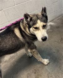 Shelter Stray Male Dog last seen , 11361 W Pico Blvd, Los Angeles, CA 90064, USA