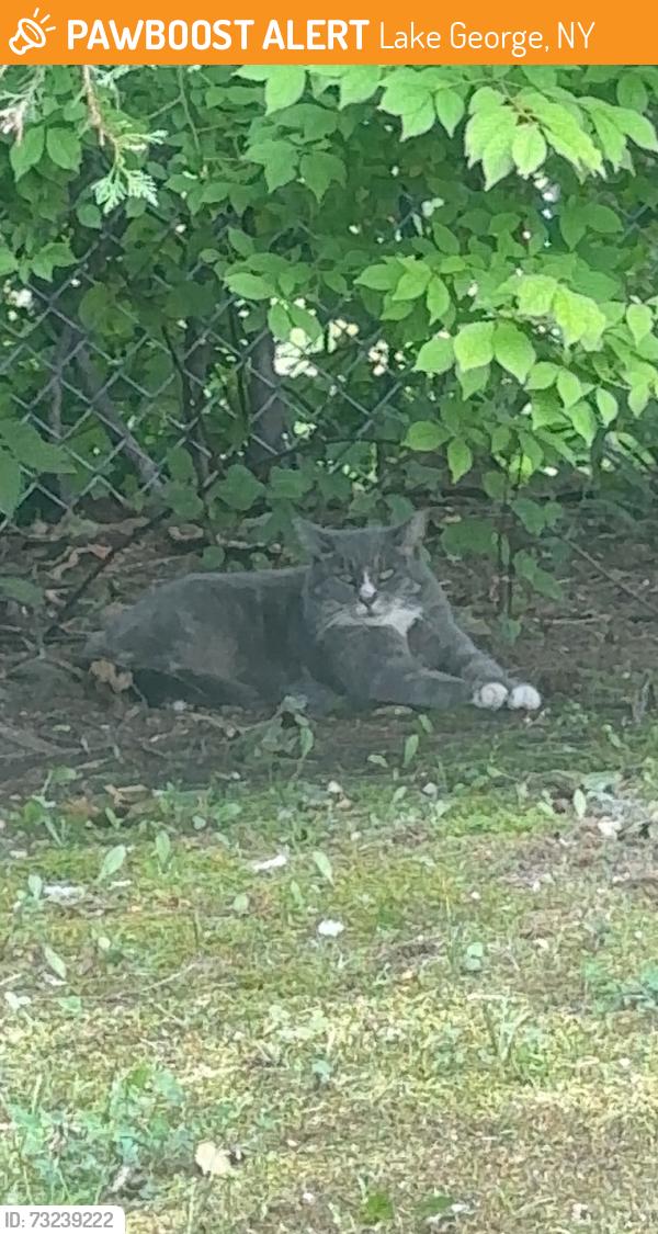 Found/Stray Unknown Cat last seen on the outside of the cementary building, Lake George, NY 12845