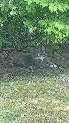 Found/Stray Unknown Cat last seen on the outside of the cementary building, Lake George, NY 12845