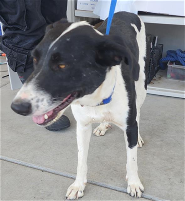 Shelter Stray Female Dog last seen Near BLOCK FRUITVALE AVE, BAKERSFIELD CA 93308, 3951 Fruitvale Ave, Bakersfield, CA 93308, USA