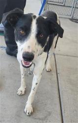 Shelter Stray Male Dog last seen Near BLOCK FRUITVALE AVE, BAKERSFIELD CA 93308, 3951 Fruitvale Ave, Bakersfield, CA 93308, USA