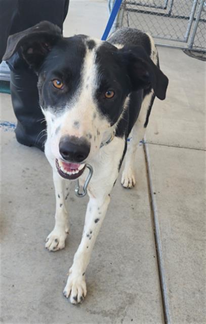 Shelter Stray Male Dog last seen Near BLOCK FRUITVALE AVE, BAKERSFIELD CA 93308, 3951 Fruitvale Ave, Bakersfield, CA 93308, USA