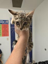 Shelter Stray Female Cat last seen Near BLOCK KENTUCKY ST, BAKERSFIELD CA 93306, 3951 Fruitvale Ave, Bakersfield, CA 93308, USA