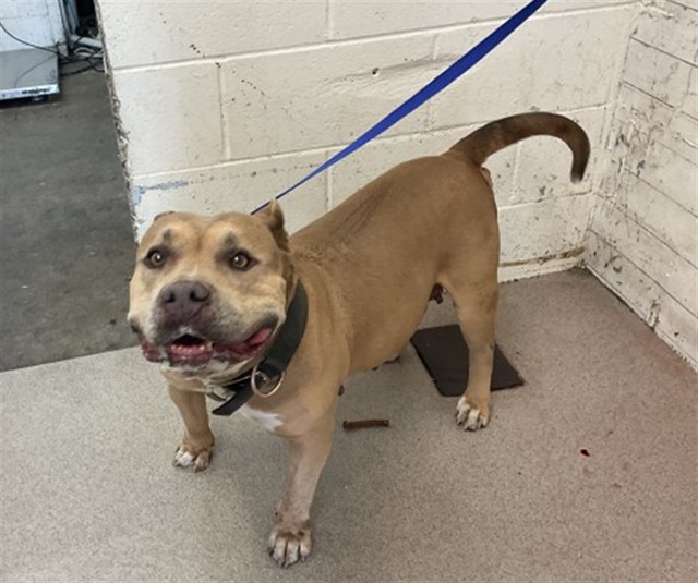 Shelter Stray Female Dog last seen BASELINE/ACACIA, 333 Chandler Pl, San Bernardino, CA 92408, USA