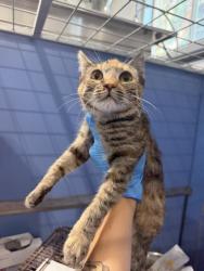 Shelter Stray Female Cat last seen FAIRVIEW AND SPARRY, 333 Chandler Pl, San Bernardino, CA 92408, USA