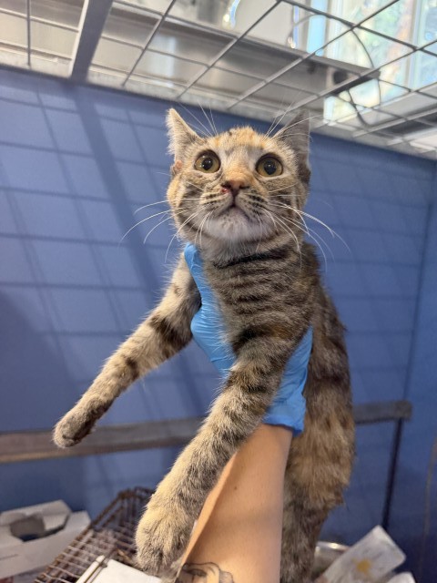 Shelter Stray Female Cat last seen FAIRVIEW AND SPARRY, 333 Chandler Pl, San Bernardino, CA 92408, USA