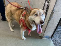 Shelter Stray Female Dog last seen MILL AND PERSHING, 333 Chandler Pl, San Bernardino, CA 92408, USA