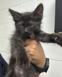 Shelter Stray Female Cat last seen Near BLOCK N PALM, 333 Chandler Pl, San Bernardino, CA 92408, USA