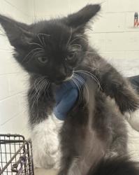 Shelter Stray Female Cat last seen Near BLOCK N PALM, 333 Chandler Pl, San Bernardino, CA 92408, USA