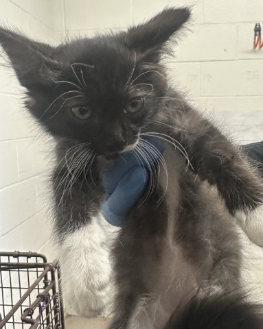 Shelter Stray Female Cat last seen Near BLOCK N PALM, 333 Chandler Pl, San Bernardino, CA 92408, USA