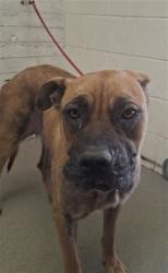 Shelter Stray Female Dog last seen SIERRA AND BASELINE, 333 Chandler Pl, San Bernardino, CA 92408, USA