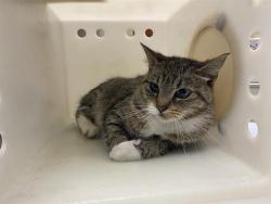 Shelter Stray Female Cat last seen Near BLOCK N 24TH PL, 3839 W Burnham St, West Milwaukee, WI 53215, USA