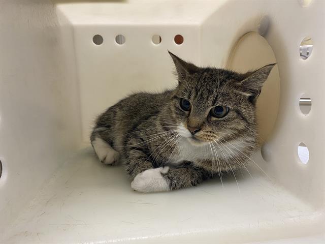 Shelter Stray Female Cat last seen Near BLOCK N 24TH PL, 3839 W Burnham St, West Milwaukee, WI 53215, USA