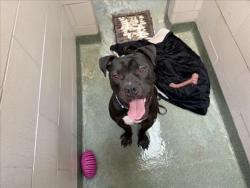 Shelter Stray Male Dog last seen VALLE VISTA BLVD, SANTA FE, 100 Caja Del Rio Rd, Santa Fe, NM 87507, USA