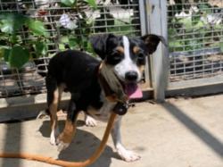 Shelter Stray Male Dog last seen , 957 N Gaffey St, San Pedro, CA 90731, USA
