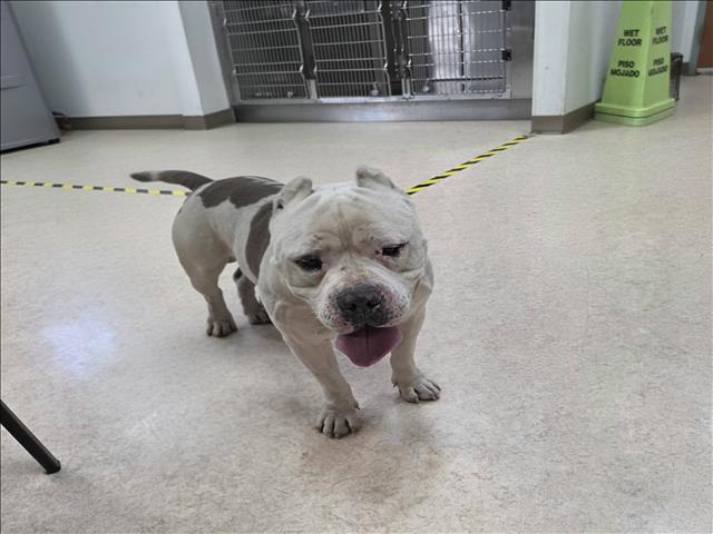 Shelter Stray Male Dog last seen , 957 N Gaffey St, San Pedro, CA 90731, USA
