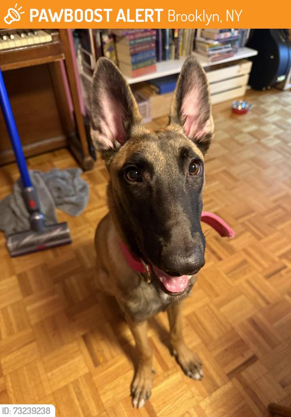 Rehomed Female Dog last seen Ocean Avenue and Parkside Avenue, Brooklyn, NY 11226