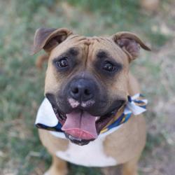 Shelter Stray Female Dog last seen , 4710 TX-151, San Antonio, TX 78227, USA