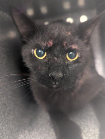 Shelter Stray Male Cat last seen Near BLOCK W DARTMOUTH AVE, ENGLEWOOD CO 80110 1483, 2080 S Quebec St, Denver, CO 80231, USA