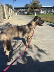 Shelter Stray Female Dog last seen Near BLOCK 5TH ST, RIVERSIDE, CA, 6851 Van Buren Boulevard, Jurupa Valley, CA 92509, USA