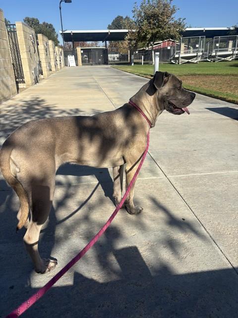 Shelter Stray Female Dog last seen Near BLOCK 5TH ST, RIVERSIDE, CA, 6851 Van Buren Boulevard, Jurupa Valley, CA 92509, USA