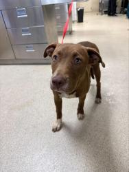 Shelter Stray Female Dog last seen Near BLOCK JUNIPER RD, PERRIS, CA, 6851 Van Buren Boulevard, Jurupa Valley, CA 92509, USA