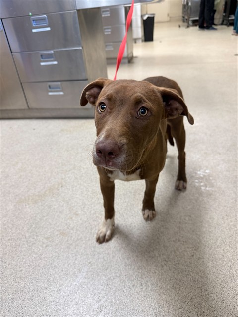 Shelter Stray Female Dog last seen Near BLOCK JUNIPER RD, PERRIS, CA, 6851 Van Buren Boulevard, Jurupa Valley, CA 92509, USA