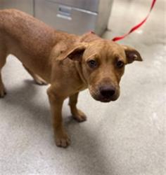 Shelter Stray Male Dog last seen Near BLOCK JUNIPER RD, PERRIS, CA, 6851 Van Buren Boulevard, Jurupa Valley, CA 92509, USA