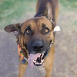 Shelter Stray Male Dog last seen Near BLOCK OBSERVATION DR, 4710 TX-151, San Antonio, TX 78227, USA